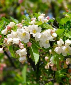 Brighter Blooms Lollipop® Crabapple Tree 7 Brighter Blooms Lollipop® Crabapple Tree