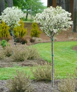 Brighter Blooms Lollipop® Crabapple Tree 9 Brighter Blooms Lollipop® Crabapple Tree