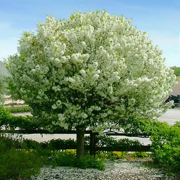 Brighter Blooms Lollipop® Crabapple Tree 1 Brighter Blooms Lollipop® Crabapple Tree