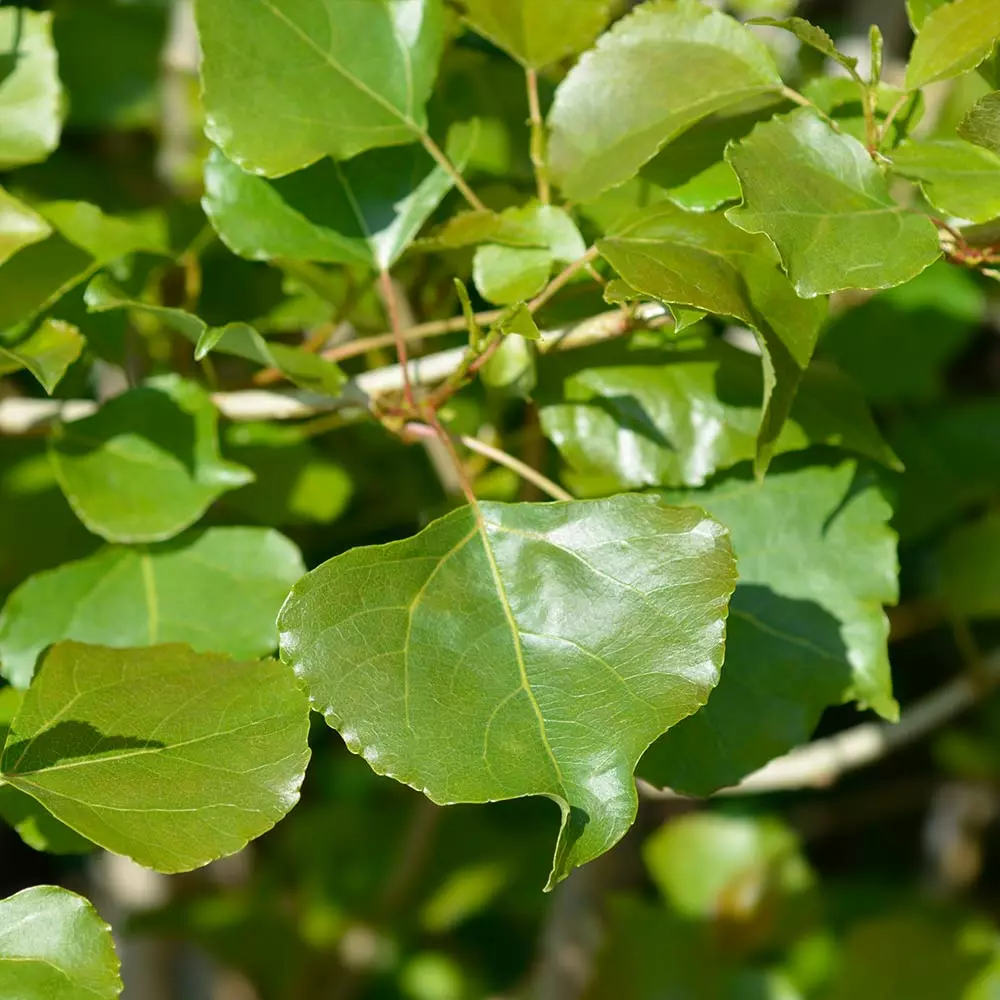 Brighter Blooms Lombardy Poplar Tree Arborvitae Trees 5 Brighter Blooms Lombardy Poplar Tree Arborvitae Trees