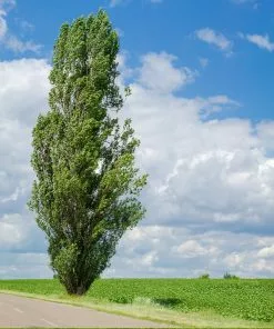 Brighter Blooms Lombardy Poplar Tree Arborvitae Trees 9 Brighter Blooms Lombardy Poplar Tree Arborvitae Trees
