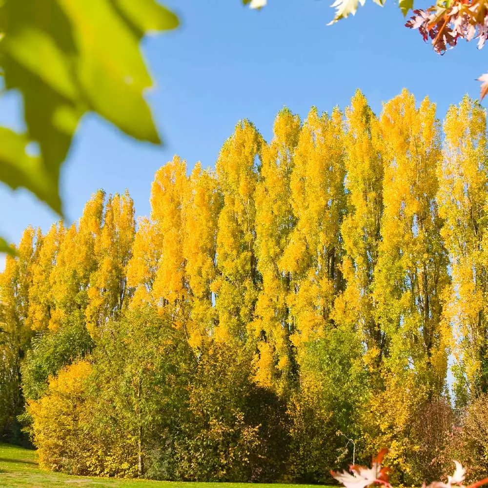 Brighter Blooms Lombardy Poplar Tree Arborvitae Trees 2 Brighter Blooms Lombardy Poplar Tree Arborvitae Trees