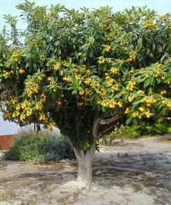 Brighter Blooms Loquat Tree Fruit Trees 7 Brighter Blooms Loquat Tree Fruit Trees