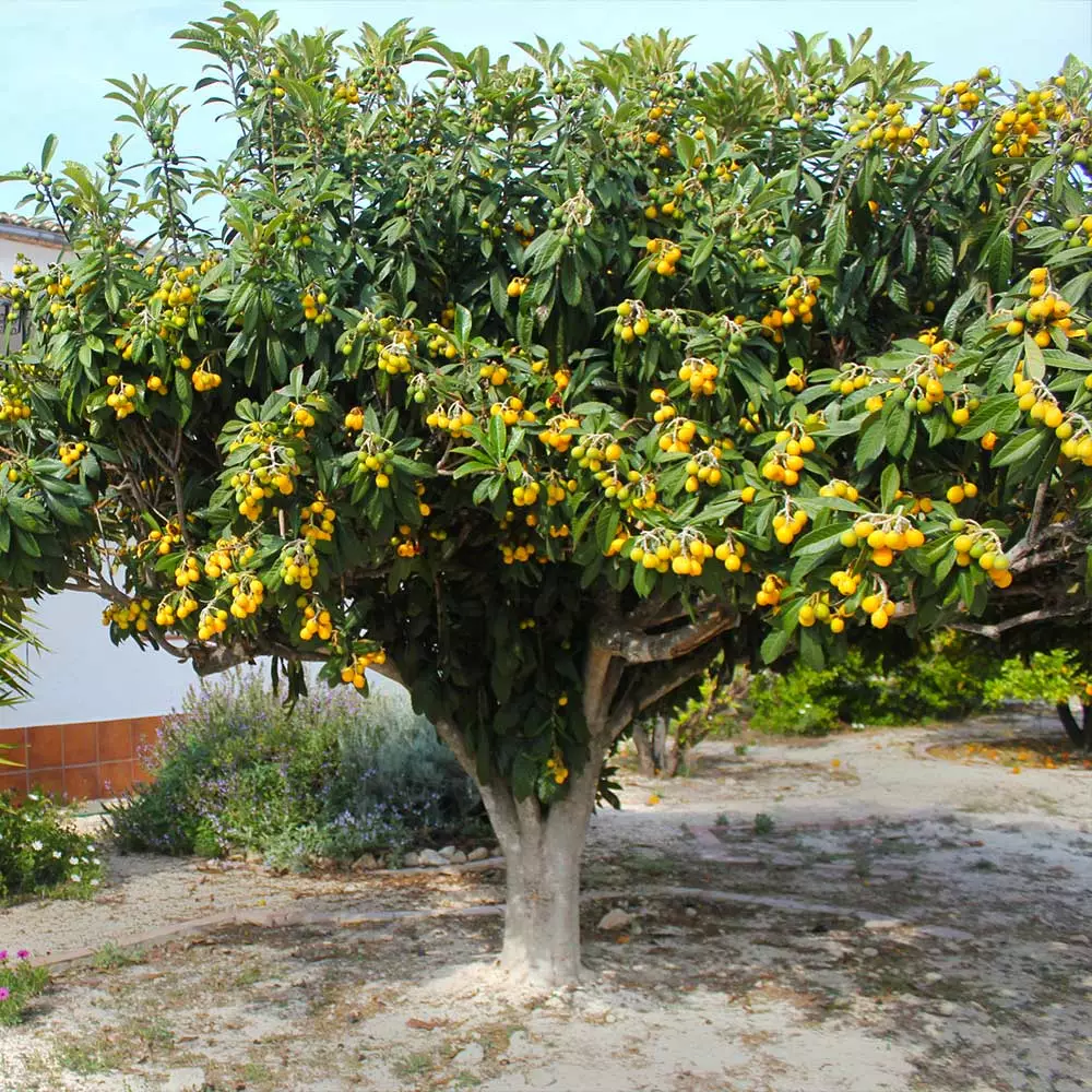 Brighter Blooms Loquat Tree Fruit Trees 3 Brighter Blooms Loquat Tree Fruit Trees