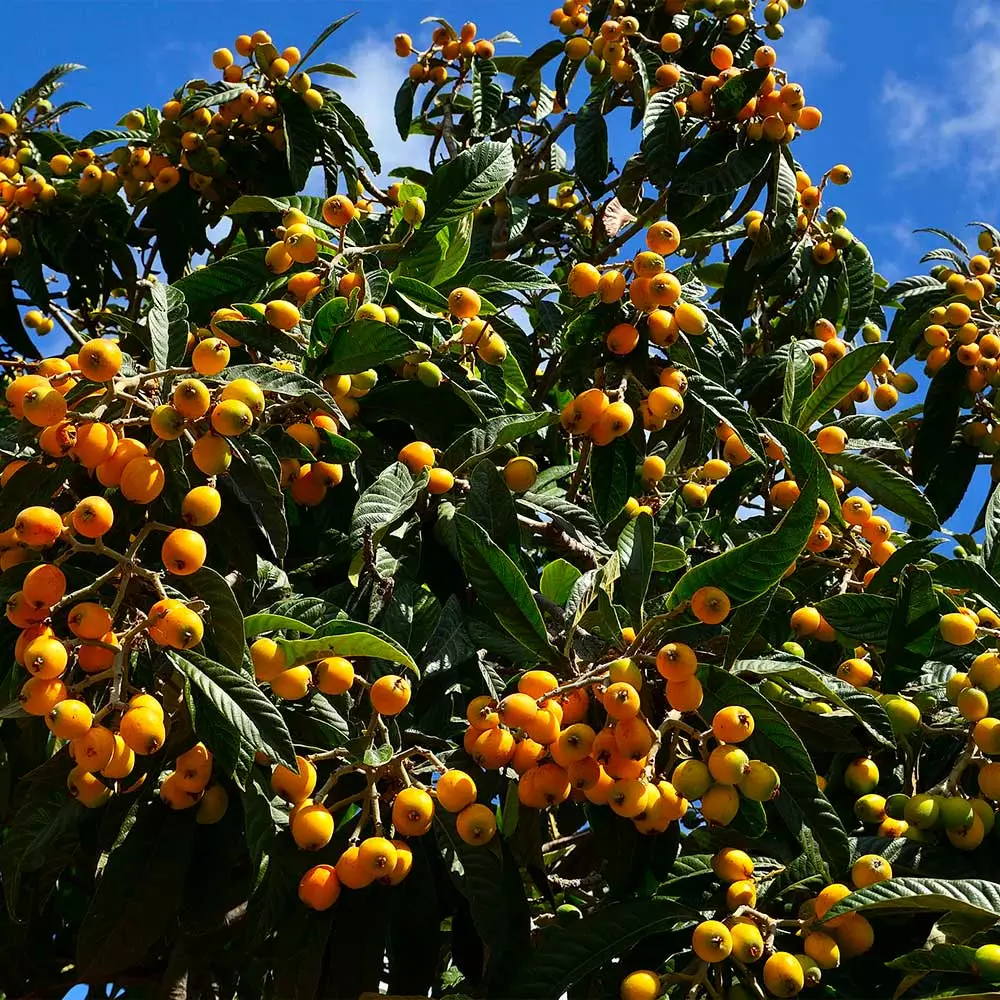 Brighter Blooms Loquat Tree Fruit Trees 4 Brighter Blooms Loquat Tree Fruit Trees