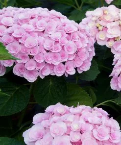 Brighter Blooms Love Hydrangea Shrub Shrubs & Hedges 5 Brighter Blooms Love Hydrangea Shrub Shrubs & Hedges