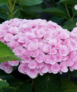 Brighter Blooms Love Hydrangea Shrub Shrubs & Hedges