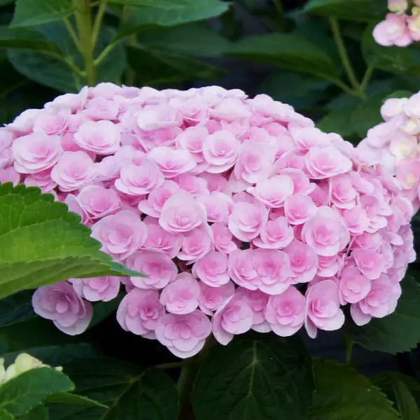 Brighter Blooms Love Hydrangea Shrub Shrubs & Hedges 1 Brighter Blooms Love Hydrangea Shrub Shrubs & Hedges