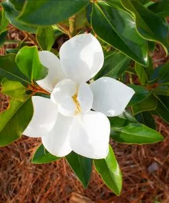 Brighter Blooms Evergreen & Privacy Little Gem Magnolia Tree 6 Brighter Blooms Evergreen & Privacy Little Gem Magnolia Tree