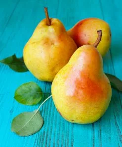 Brighter Blooms Luscious Pear Tree New Trees 7 Brighter Blooms Luscious Pear Tree New Trees