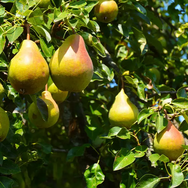 Brighter Blooms Luscious Pear Tree New Trees 1 Brighter Blooms Luscious Pear Tree New Trees