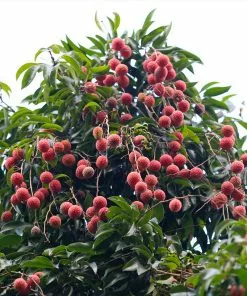 Brighter Blooms Lychee Tree