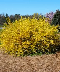 Brighter Blooms Lynwood Gold Forsythia Shrub 7 Brighter Blooms Lynwood Gold Forsythia Shrub