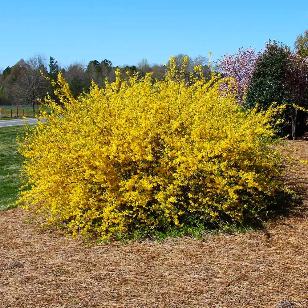Brighter Blooms Lynwood Gold Forsythia Shrub 3 Brighter Blooms Lynwood Gold Forsythia Shrub