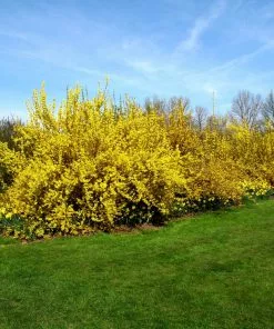 Brighter Blooms Lynwood Gold Forsythia Shrub 9 Brighter Blooms Lynwood Gold Forsythia Shrub