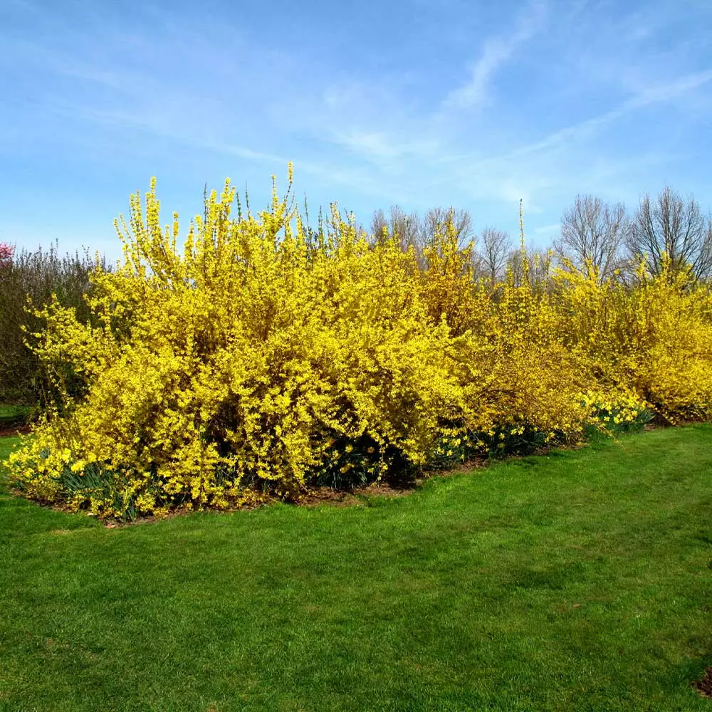 Brighter Blooms Lynwood Gold Forsythia Shrub 5 Brighter Blooms Lynwood Gold Forsythia Shrub