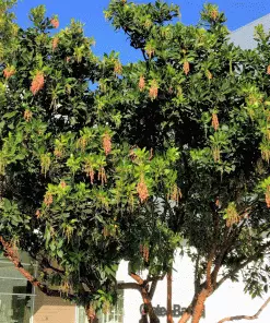 Brighter Blooms Fruit Trees Marina Strawberry Tree 5 Brighter Blooms Fruit Trees Marina Strawberry Tree