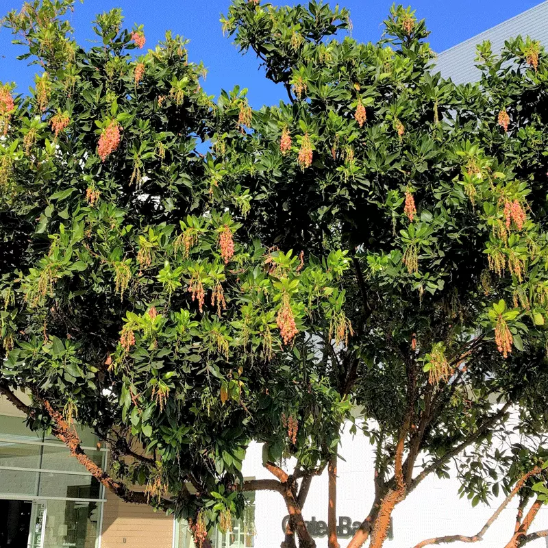 Brighter Blooms Fruit Trees Marina Strawberry Tree 3 Brighter Blooms Fruit Trees Marina Strawberry Tree