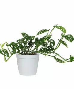 Brighter Blooms Monstera Adansonii Plant 18 Brighter Blooms Monstera Adansonii Plant