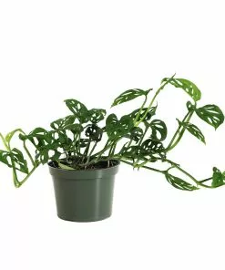 Brighter Blooms Monstera Adansonii Plant 17 Brighter Blooms Monstera Adansonii Plant