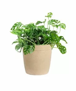 Brighter Blooms Monstera Adansonii Plant 15 Brighter Blooms Monstera Adansonii Plant