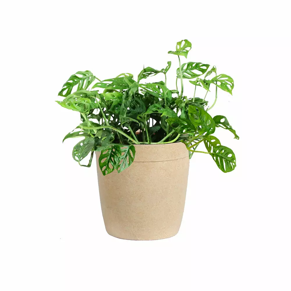 Brighter Blooms Monstera Adansonii Plant 6 Brighter Blooms Monstera Adansonii Plant