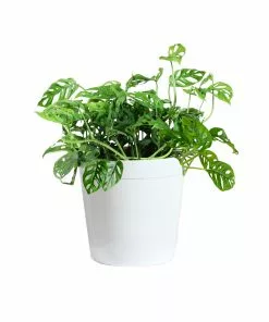 Brighter Blooms Monstera Adansonii Plant 14 Brighter Blooms Monstera Adansonii Plant