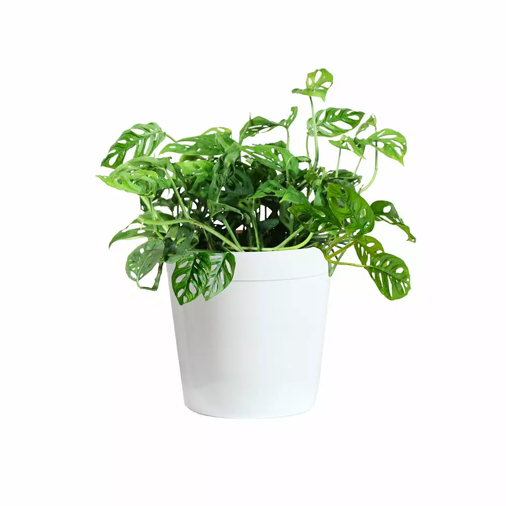 Brighter Blooms Monstera Adansonii Plant 5 Brighter Blooms Monstera Adansonii Plant