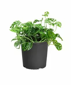 Brighter Blooms Monstera Adansonii Plant 16 Brighter Blooms Monstera Adansonii Plant