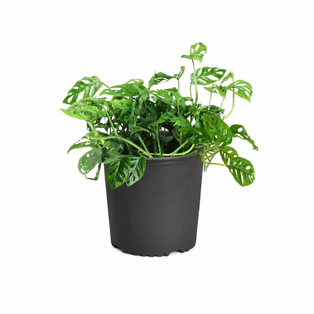 Brighter Blooms Monstera Adansonii Plant 7 Brighter Blooms Monstera Adansonii Plant