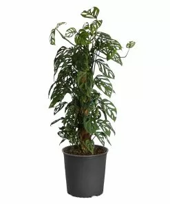 Brighter Blooms Monstera Adansonii Plant 19 Brighter Blooms Monstera Adansonii Plant