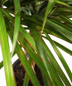 Brighter Blooms House & Patio Braided Madagascar Dragon Tree 12 Brighter Blooms House & Patio Braided Madagascar Dragon Tree