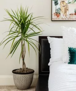 Brighter Blooms House & Patio Braided Madagascar Dragon Tree