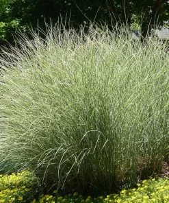 Brighter Blooms Morning Light Miscanthus