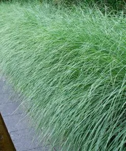 Brighter Blooms Morning Light Miscanthus