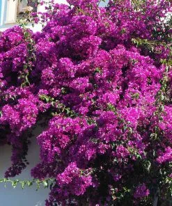 Brighter Blooms Majestic Purple Bougainvillea 5 Brighter Blooms Majestic Purple Bougainvillea