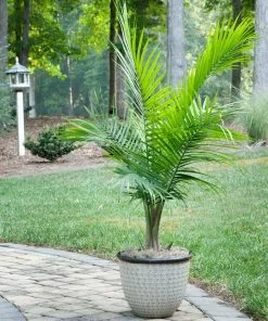Brighter Blooms Palm Trees Majesty Palm Tree 8 Brighter Blooms Palm Trees Majesty Palm Tree