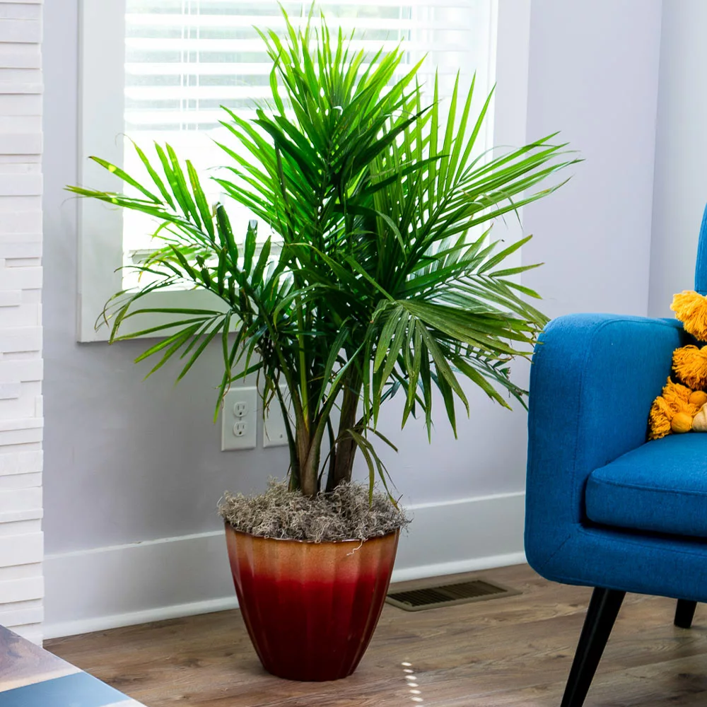 Brighter Blooms Palm Trees Majesty Palm Tree 2 Brighter Blooms Palm Trees Majesty Palm Tree