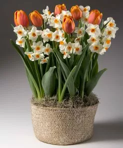 Brighter Blooms Spring Blooming Tulip & Daffodil Bulbs Pot
