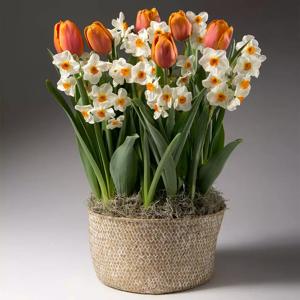 Brighter Blooms Spring Blooming Tulip & Daffodil Bulbs Pot 2 Brighter Blooms Spring Blooming Tulip & Daffodil Bulbs Pot