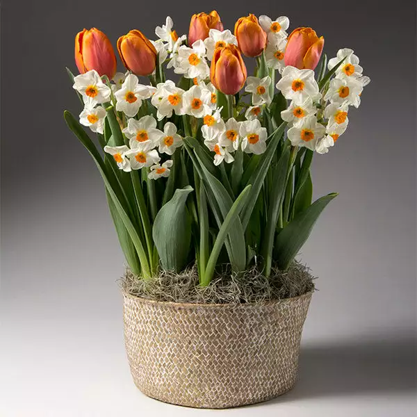 Brighter Blooms Spring Blooming Tulip & Daffodil Bulbs Pot 1 Brighter Blooms Spring Blooming Tulip & Daffodil Bulbs Pot