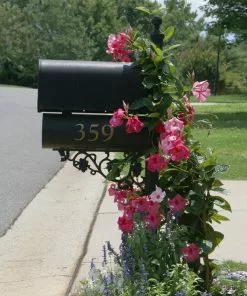 Brighter Blooms Shrubs & Hedges Mandevilla 'Alice Du Pont' Shrub 7 Brighter Blooms Shrubs & Hedges Mandevilla 'Alice Du Pont' Shrub