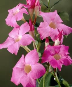 Brighter Blooms Shrubs & Hedges Mandevilla 'Alice Du Pont' Shrub 9 Brighter Blooms Shrubs & Hedges Mandevilla 'Alice Du Pont' Shrub