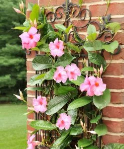 Brighter Blooms Shrubs & Hedges Mandevilla 'Alice Du Pont' Shrub 8 Brighter Blooms Shrubs & Hedges Mandevilla 'Alice Du Pont' Shrub