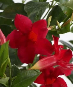 Brighter Blooms Mandevilla 'Crimson Red' Vine 9 Brighter Blooms Mandevilla 'Crimson Red' Vine