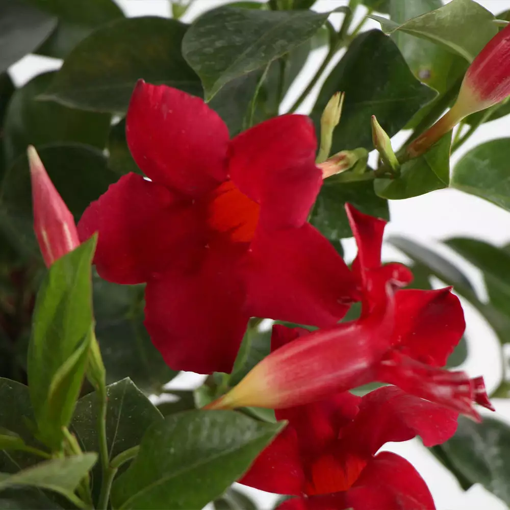 Brighter Blooms Mandevilla 'Crimson Red' Vine 5 Brighter Blooms Mandevilla 'Crimson Red' Vine
