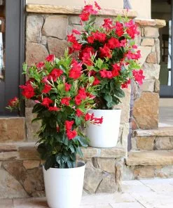 Brighter Blooms Mandevilla 'Crimson Red' Vine 7 Brighter Blooms Mandevilla 'Crimson Red' Vine