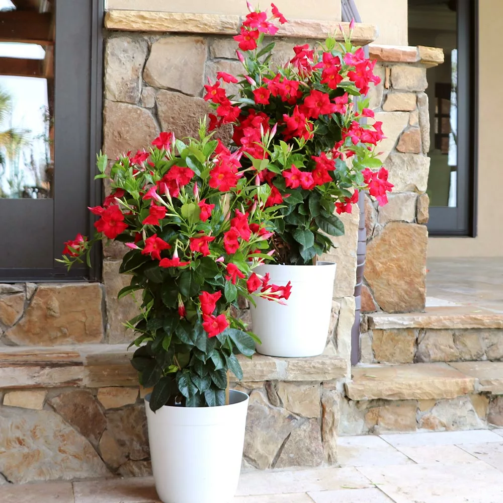 Brighter Blooms Mandevilla 'Crimson Red' Vine 3 Brighter Blooms Mandevilla 'Crimson Red' Vine