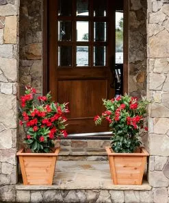 Brighter Blooms Mandevilla 'Crimson Red' Vine 8 Brighter Blooms Mandevilla 'Crimson Red' Vine