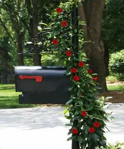 Brighter Blooms Mandevilla 'Crimson Red' Vine
